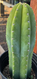 #EC46 EXACT Trichocereus Pachanoi YBP X Scop Cactus 12.5”
