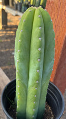 #EC46 EXACT Trichocereus Pachanoi YBP X Scop Cactus 12.5”