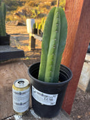 #EC46 EXACT Trichocereus Pachanoi YBP X Scop Cactus 12.5”