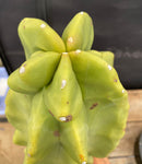 #EC47 EXACT Lophocereus schottii Monstrose Totem Pole Cactus 20"