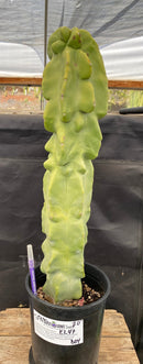 #EC47 EXACT Lophocereus schottii Monstrose Totem Pole Cactus 20"