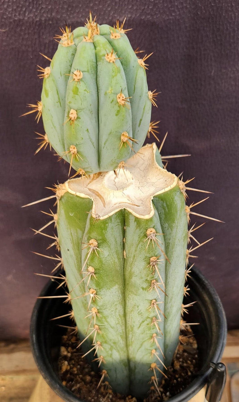 peruvianus kaktus EC48 EXACT Trichocereus Peruvianus TSS Blue Peru Cactus 12