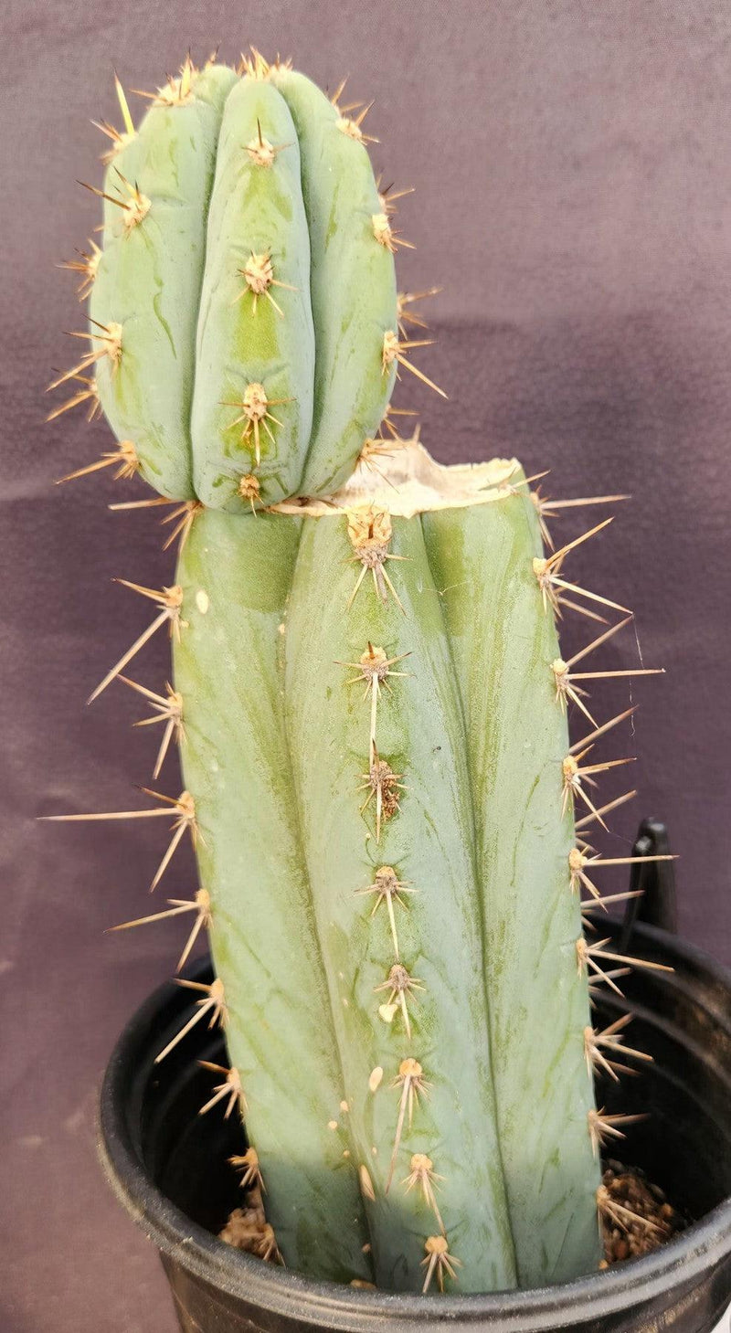 #EC48 EXACT Trichocereus Peruvianus TSS Blue Peru Cactus 12