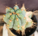 #EC48 EXACT Trichocereus Peruvianus TSS Blue Peru Cactus 12"