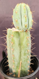 #EC48 EXACT Trichocereus Peruvianus TSS Blue Peru Cactus 12"