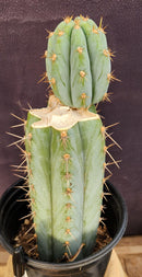 #EC48 EXACT Trichocereus Peruvianus TSS Blue Peru Cactus 12"