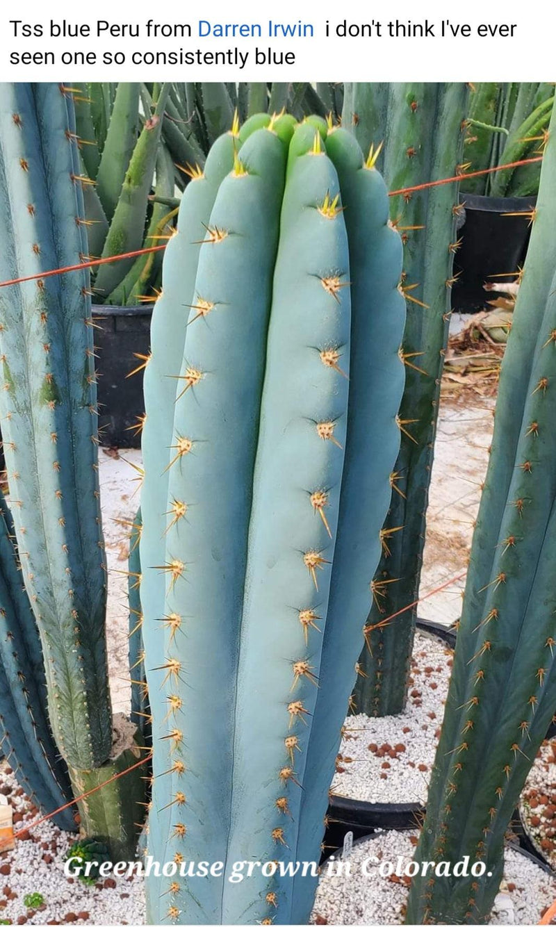 EC48 EXACT Trichocereus Peruvianus TSS Blue Peru Cactus 12