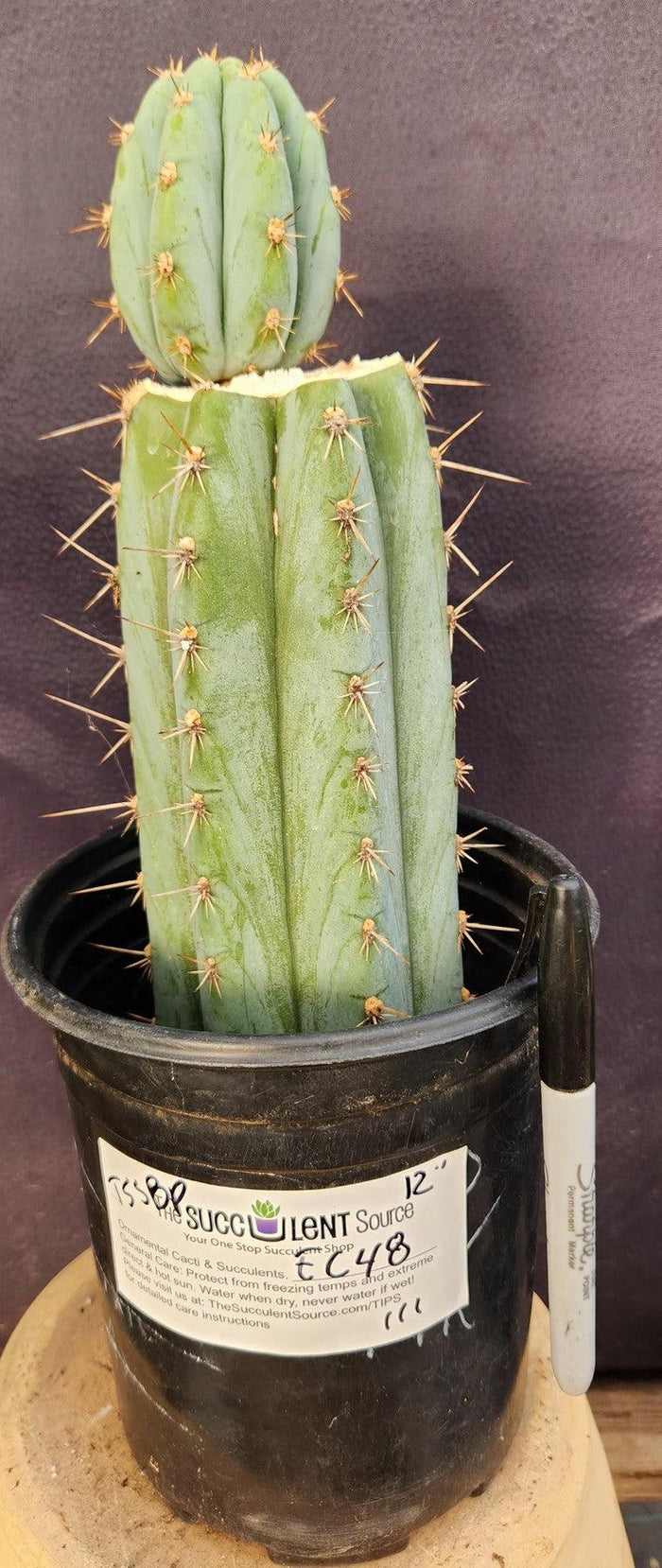 EC48 EXACT Trichocereus Peruvianus TSS Blue Peru Cactus 12