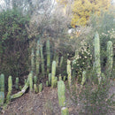 #EC52 EXACT Trichocereus Peruvianus "Perseverance #3" Cactus Cutting 10.5"