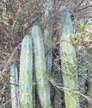 #EC52 EXACT Trichocereus Peruvianus "Perseverance #3" Cactus Cutting 10.5"