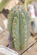 #EC52 EXACT Trichocereus Peruvianus "Perseverance #3" Cactus Cutting 10.5"