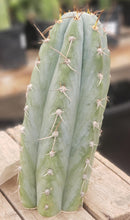 #EC52 EXACT Trichocereus Peruvianus "Perseverance #3" Cactus Cutting 10.5"