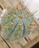 #EC52 EXACT Trichocereus Peruvianus "Perseverance #3" Cactus Cutting 10.5"