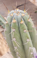 #EC52 EXACT Trichocereus Peruvianus "Perseverance #3" Cactus Cutting 10.5"