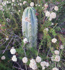 #EC52 EXACT Trichocereus Peruvianus "Perseverance #3" Cactus Cutting 10.5"