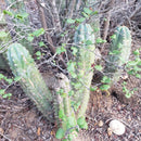 #EC52 EXACT Trichocereus Peruvianus "Perseverance #3" Cactus Cutting 10.5"