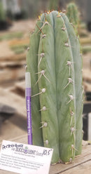 #EC52 EXACT Trichocereus Peruvianus "Perseverance #3" Cactus Cutting 10.5"