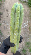 #EC56 EXACT Trichocereus Bridgesii Jiimz " Twin Spine" cactus 23.5” Cutting