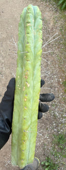 #EC56 EXACT Trichocereus Bridgesii Jiimz " Twin Spine" cactus 23.5” Cutting