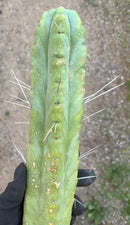 #EC56 EXACT Trichocereus Bridgesii Jiimz " Twin Spine" cactus 23.5” Cutting