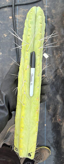 #EC56 EXACT Trichocereus Bridgesii Jiimz " Twin Spine" cactus 23.5” Cutting