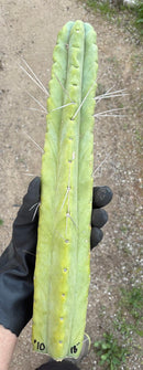 #EC56 EXACT Trichocereus Bridgesii Jiimz " Twin Spine" cactus 23.5” Cutting