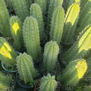 #EC59 EXACT Trichocereus Cuzcoensis Cuzco Cactus 14-16”