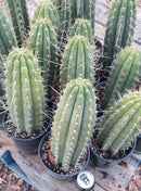 #EC59 EXACT Trichocereus Cuzcoensis Cuzco Cactus 14-16”