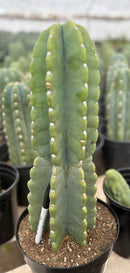 #EC60 Exact Cereus peruvianus Cactus Apple 15”