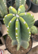 #EC60 Exact Cereus peruvianus Cactus Apple 15”