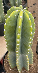 #EC60 Exact Cereus peruvianus Cactus Apple 15”