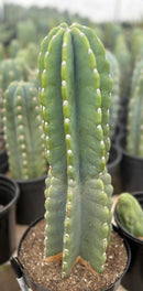 #EC60 Exact Cereus peruvianus Cactus Apple 15”