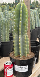 #EC60 Exact Cereus peruvianus Cactus Apple 15”