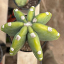 #EC60 Exact Cereus peruvianus Cactus Apple 15”
