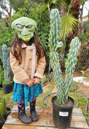 #EC61 EXACT Cereus Peruvianus Peruvian Apple Cactus 40"+