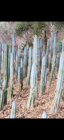 #EC62 EXACT Trichocereus Peruvianus TSSBP Blue Peru BARGAIN Cactus Cuttings