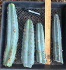 #EC62 EXACT Trichocereus Peruvianus TSSBP Blue Peru BARGAIN Cactus Cuttings