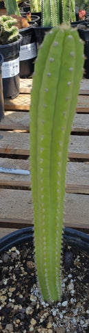 #EC64 EXACT Yungasocereus inquisivensis  Cactus 13-15”