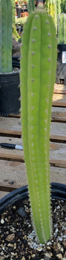 #EC64 EXACT Yungasocereus inquisivensis  Cactus 13-15”