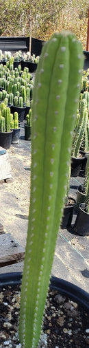 #EC64 EXACT Yungasocereus inquisivensis  Cactus 13-15”