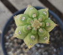 #EC64 EXACT Yungasocereus inquisivensis  Cactus 13-15”