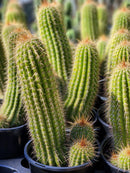 #EC65 EXACT Tricholobivia Hybrid "Pinkie" Cactus specimen