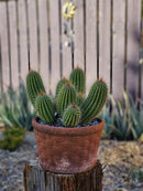 #EC65 EXACT Tricholobivia Hybrid "Pinkie" Cactus specimen