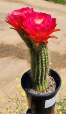 #EC65 EXACT Tricholobivia Hybrid "Pinkie" Cactus specimen