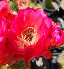 #EC65 EXACT Tricholobivia Hybrid "Pinkie" Cactus specimen