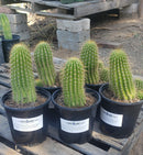 #EC65 EXACT Tricholobivia Hybrid "Pinkie" Cactus specimen