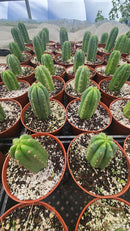 #EC67 EXACT Trichocereus Pachanoi "46"  in 6" container