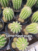 #EC68 Trichocereus Sun Goddess Cactus