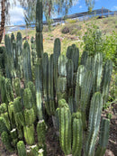 #EC69 Trichocereus Peruvianus Victoria Cactus Cutting 7-8"