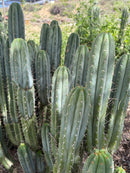 #EC69 Trichocereus Peruvianus Victoria Cactus Cutting 7-8"